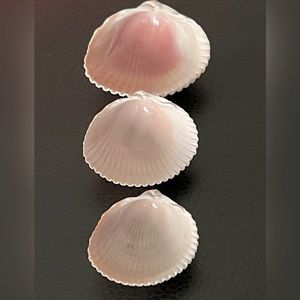 Three natural pink seashells without any additions can be used for decoration.